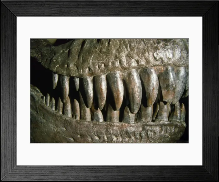 Framed Print : Tyrannosaurus Rex - teeth