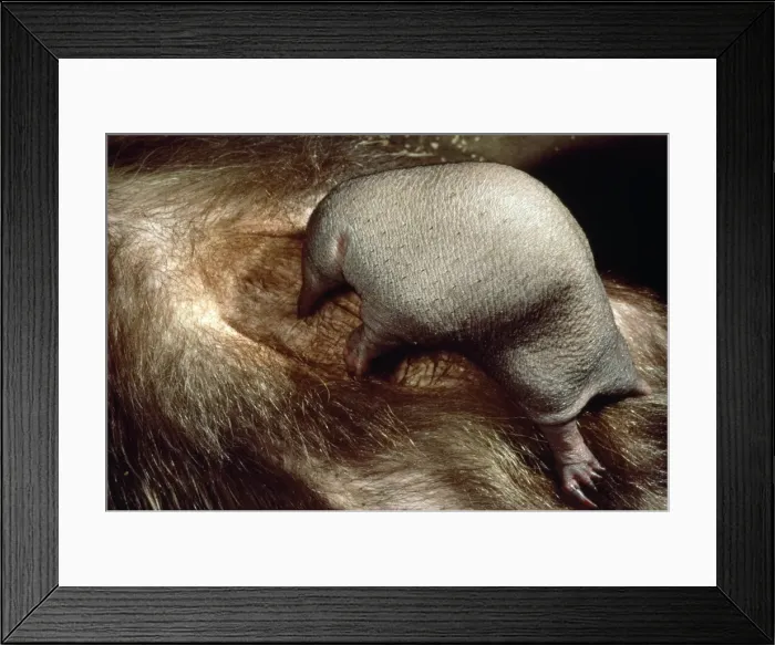 Framed Print : Short-beaked Echidna - baby AU-1268 Framed Print : Short-beaked Echidna - baby AU-1268