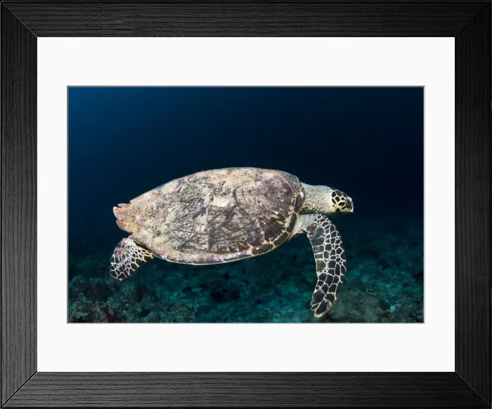 Framed Print : Hawksbill Turtle - Maldives Framed Print : Hawksbill Turtle - Maldives