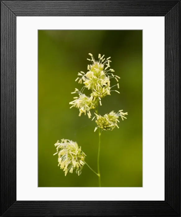 Framed Print : Cocksfoot grass - in flower Framed Print : Cocksfoot grass - in flower