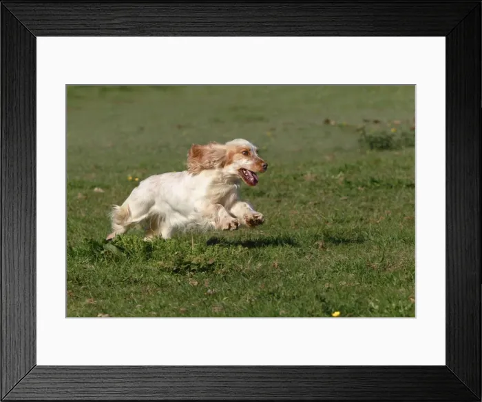 Framed Print : English Cocker Spaniel - running Framed Print : English Cocker Spaniel - running