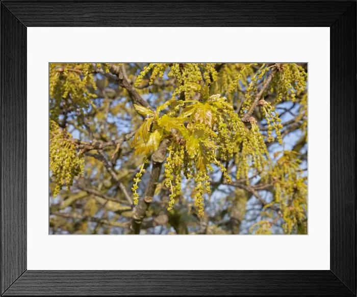 Framed Print : Close up of young oak flowers - Cotswolds UK