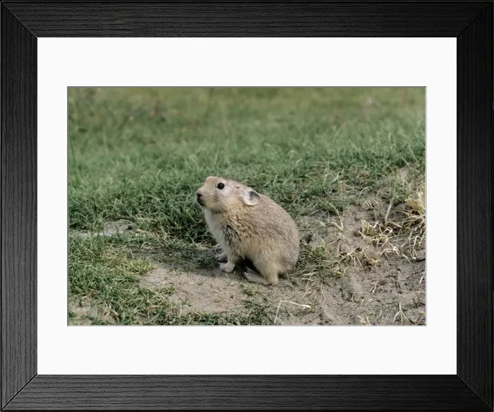 Framed Print : Mouse Hare  /  Pika - by burrow opening - India