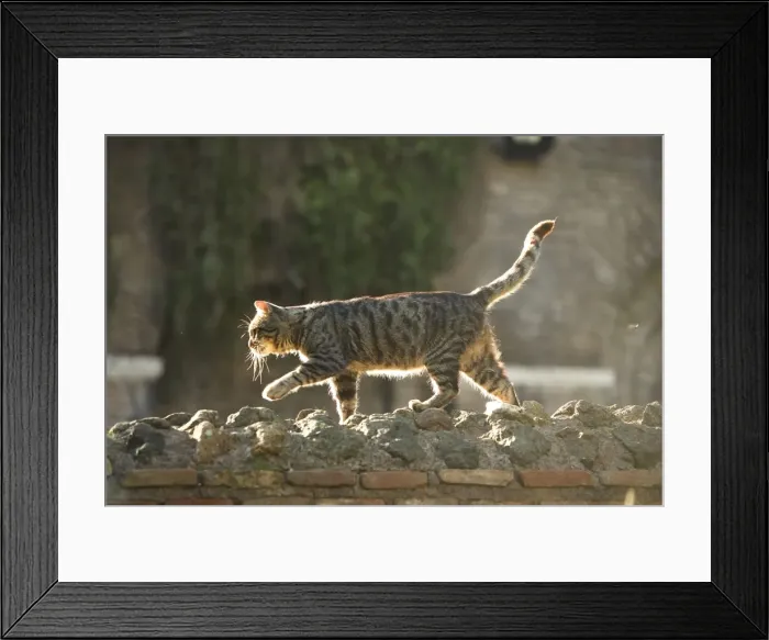 Framed Print : Cat - Tabby walking on stone wall - pyramid of Caius Cestius - Rome - Italy Framed Print : Cat - Tabby walking on stone wall - pyramid of Caius Cestius - Rome - Italy