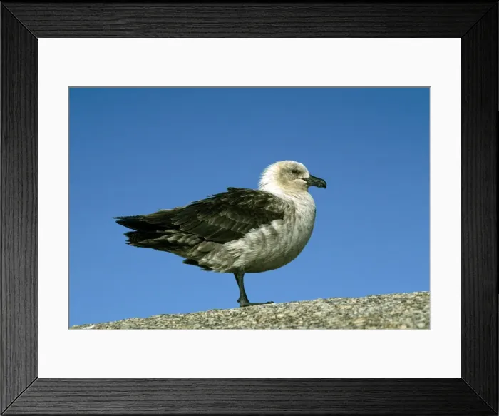 Framed Print : South Polar Skua - Terra Nova - Antarctica