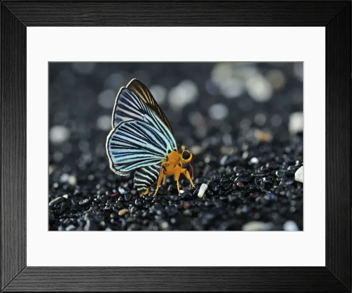 Framed Print : Butterfly sucking minerals on sand - Tangkoko Nature Reserve - North Sulawesi - Indonesia Framed Print : Butterfly sucking minerals on sand - Tangkoko Nature Reserve - North Sulawesi - Indonesia