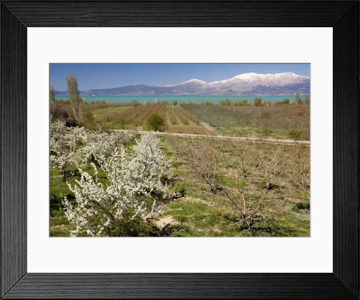 Framed Print : Fruit Orchards - in spring on the shores of Lake Egirdir, looking across at Gelincik Dag (2799m). Anatolia, Turkey