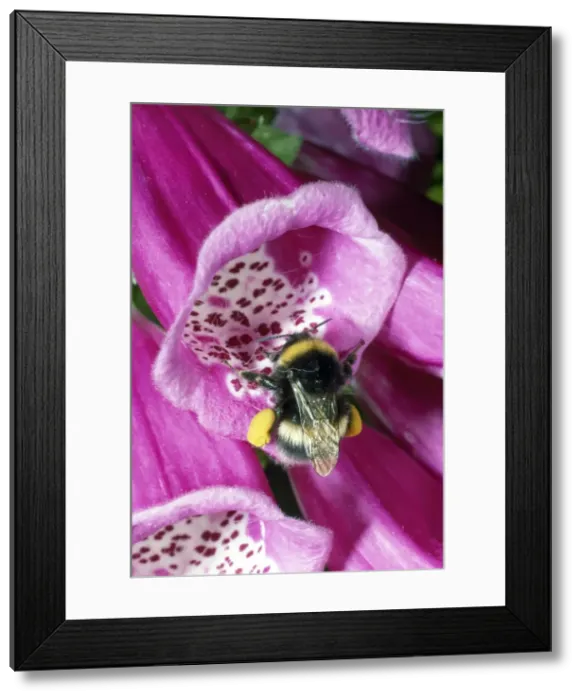 Framed Print : Bumblebee - entering foxglove flower - pollination Framed Print : Bumblebee - entering foxglove flower - pollination