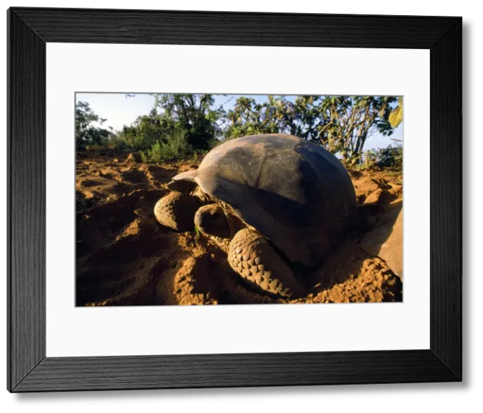 Framed Print : Giant Tortoise - Alcedo Volcano - Isabela Island - Galapagos Islands Framed Print : Giant Tortoise - Alcedo Volcano - Isabela Island - Galapagos Islands