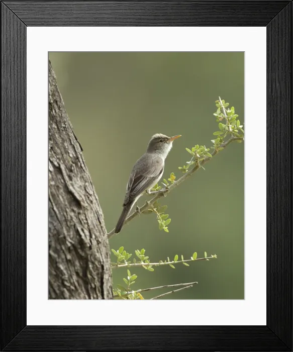 Framed Print : Olive-tree Warbler - perched on Olive Tree branch - Southern Turkey - May Framed Print : Olive-tree Warbler - perched on Olive Tree branch - Southern Turkey - May