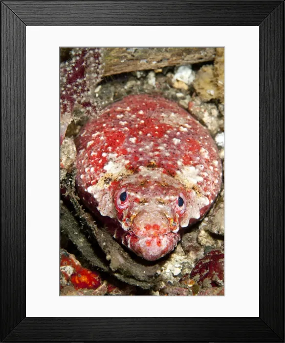 Framed Print : Reptilian Snake Eel - Indonesia Framed Print : Reptilian Snake Eel - Indonesia