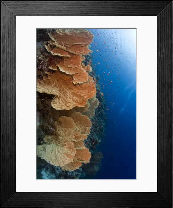 Framed Print : Huge Gorgonian Sea Fans - Jackson Reef - Tiran - Egypt Framed Print : Huge Gorgonian Sea Fans - Jackson Reef - Tiran - Egypt