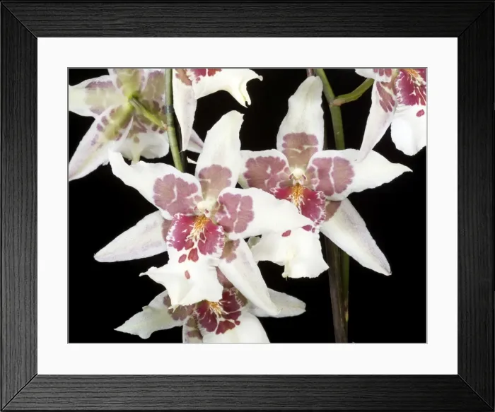 Framed Print : Orchid - Odontoglossum Tahoma - South America Framed Print : Orchid - Odontoglossum Tahoma - South America