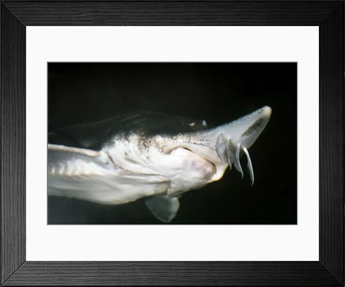 Framed Print : Lake Sturgeon Framed Print : Lake Sturgeon