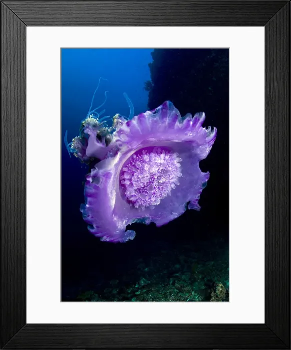 Framed Print : Crown Jellyfish - Maldives Framed Print : Crown Jellyfish - Maldives