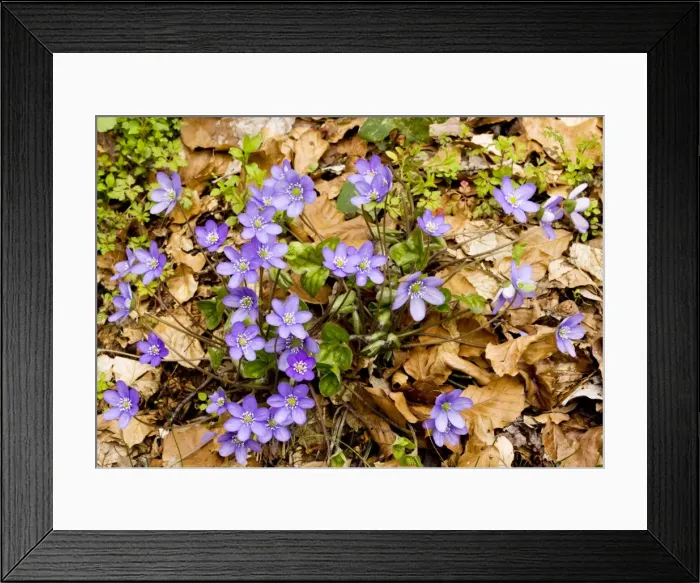 Framed Print : Liverleaf / Hepatica (sometimes called Hepatica triloba) in beech woodland, flowering in early spring. Monte Sibillini, Italy Framed Print : Liverleaf / Hepatica (sometimes called Hepatica triloba) in beech woodland, flowering in early spring. Monte Sibillini, Italy