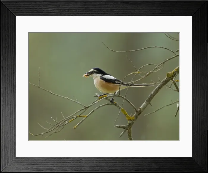 Framed Print : Masked Shrike - male perched on Olive Tree branch with food in beak - Southern Turkey - May Framed Print : Masked Shrike - male perched on Olive Tree branch with food in beak - Southern Turkey - May