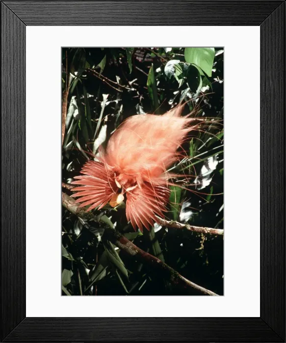 Framed Print : Raggiana Bird of Paradise - male displaying - New Guinea AU-1282 Framed Print : Raggiana Bird of Paradise - male displaying - New Guinea AU-1282