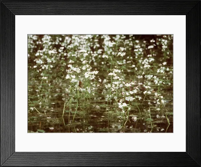 Framed Print : Water Violets Framed Print : Water Violets