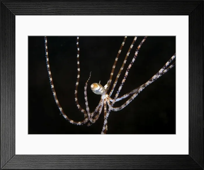 Framed Print : Wonderpus Octopus - Indonesia Framed Print : Wonderpus Octopus - Indonesia