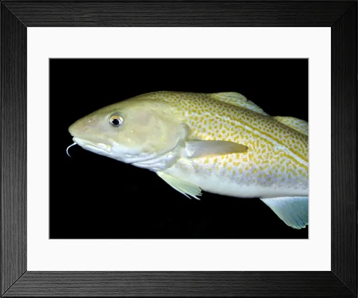 Framed Print : Atlantic Cod, north Atlantic Framed Print : Atlantic Cod, north Atlantic