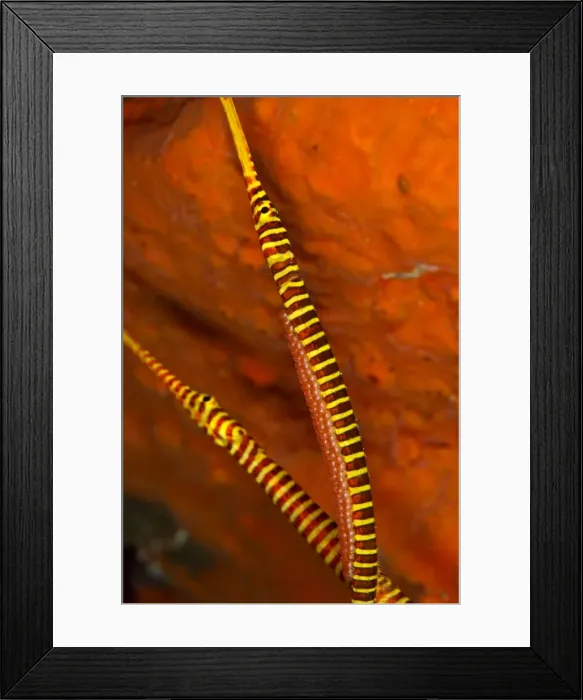 Framed Print : Many Banded Pipefishes- one is holding eggs on the belly - Indonesia Framed Print : Many Banded Pipefishes- one is holding eggs on the belly - Indonesia