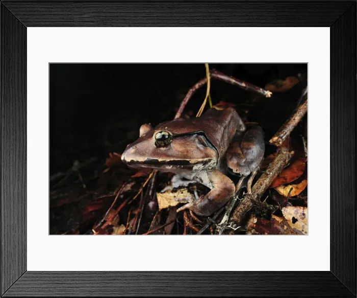 Framed Print : The Malesian Frog / Peat Swamp Frog - Tanjung Puting National Park - Kalimantan - Borneo - Indonesia Framed Print : The Malesian Frog / Peat Swamp Frog - Tanjung Puting National Park - Kalimantan - Borneo - Indonesia