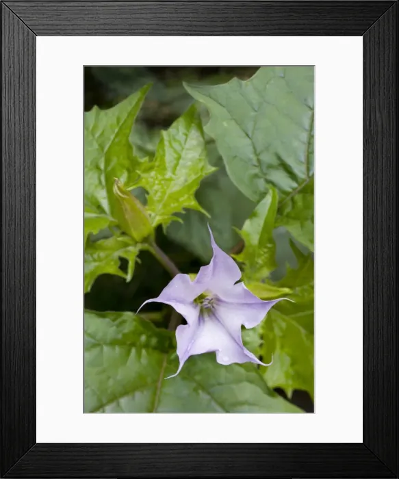 Framed Print : Thorn Apple of Jimson Weed of Datura Framed Print : Thorn Apple of Jimson Weed of Datura