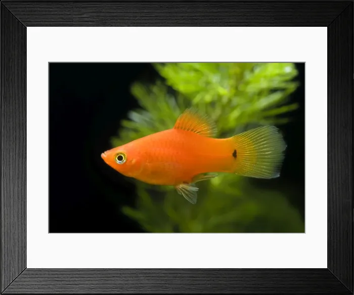 Framed Print : Southern Platyfish / Common Platy / Moonfish / Mickey Mouse Platy Framed Print : Southern Platyfish / Common Platy / Moonfish / Mickey Mouse Platy
