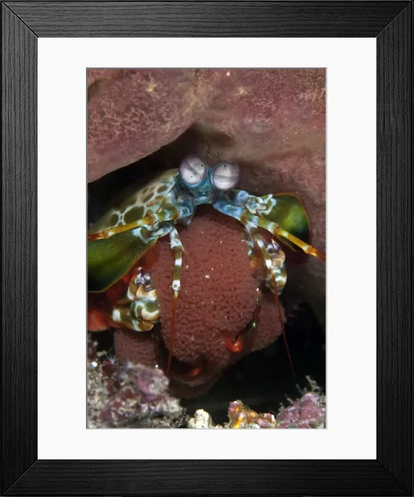 Framed Print : Peecock Mantis - shrimp with eggs - Indonesia Framed Print : Peecock Mantis - shrimp with eggs - Indonesia