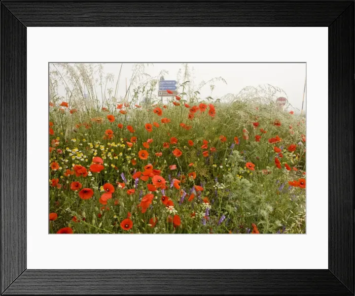 Framed Print : Fields full of poppies and other cornfield weeds - with road signs beyond - on the Grande Piano, Monte Sibillini National Park, Italy Framed Print : Fields full of poppies and other cornfield weeds - with road signs beyond - on the Grande Piano, Monte Sibillini National Park, Italy