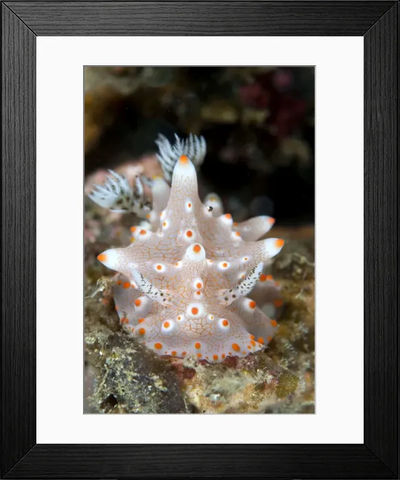 Framed Print : Nudibranch - Indonesia Framed Print : Nudibranch - Indonesia