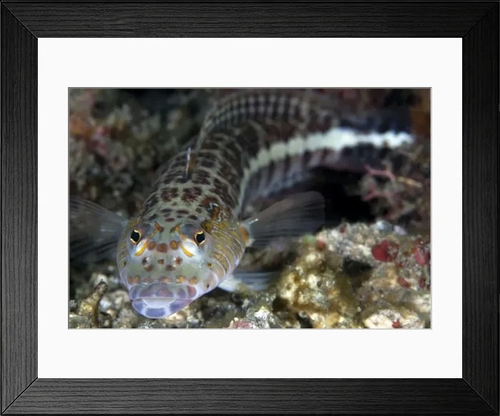 Framed Print : Sandperch - Indonesia Framed Print : Sandperch - Indonesia