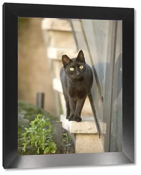Cat - Black cat walking on ledge - Rome - Italy