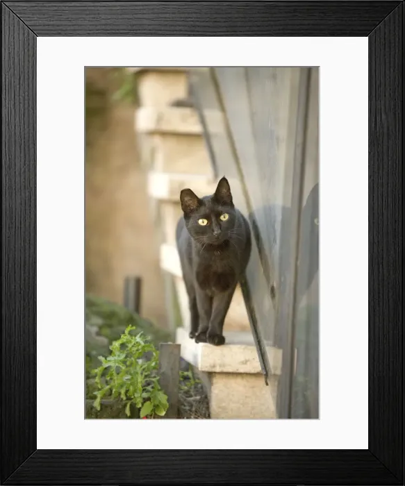 Framed Print : Cat - Black cat walking on ledge - Rome - Italy Framed Print : Cat - Black cat walking on ledge - Rome - Italy