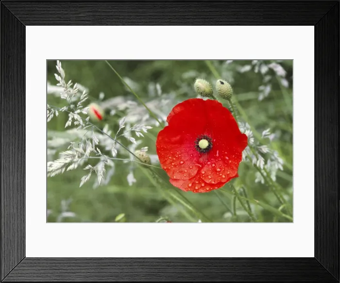 Framed Print : Poppy - after rain Framed Print : Poppy - after rain