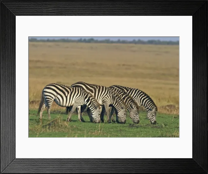 Framed Print : Burchell's Zebra - grazing Framed Print : Burchell's Zebra - grazing