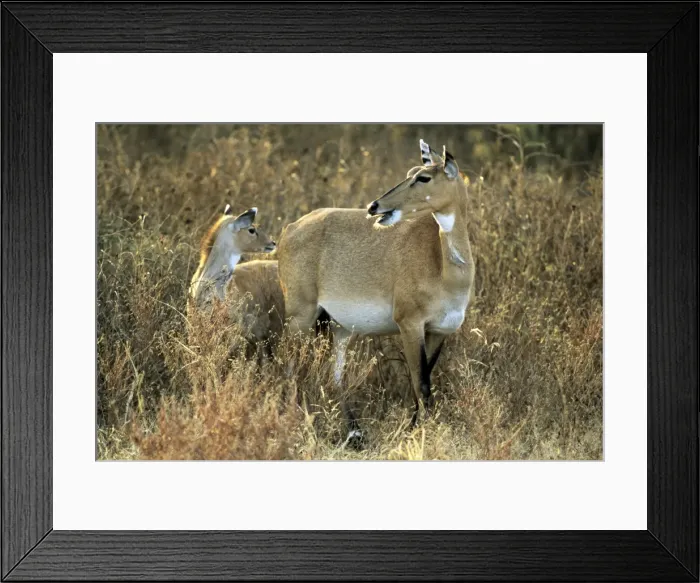Framed Print : Nilgai - female and young - Ranthambhor National Park - India Framed Print : Nilgai - female and young - Ranthambhor National Park - India