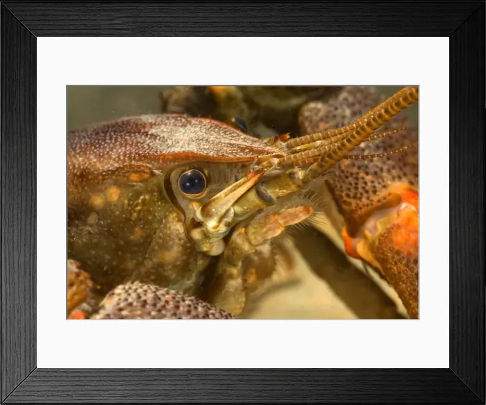 Framed Print : Freshwater White-clawed Crayfish - head close up - Tuscany - Italy Framed Print : Freshwater White-clawed Crayfish - head close up - Tuscany - Italy
