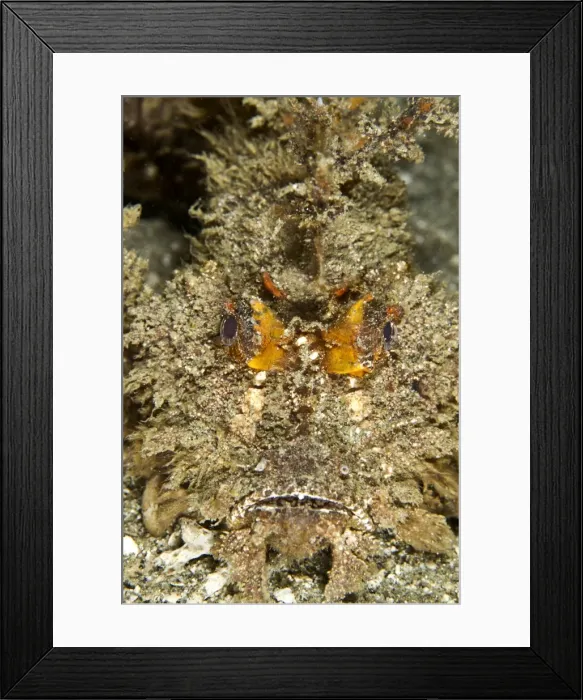Framed Print : Spiny Devilfish - Indonesia Framed Print : Spiny Devilfish - Indonesia