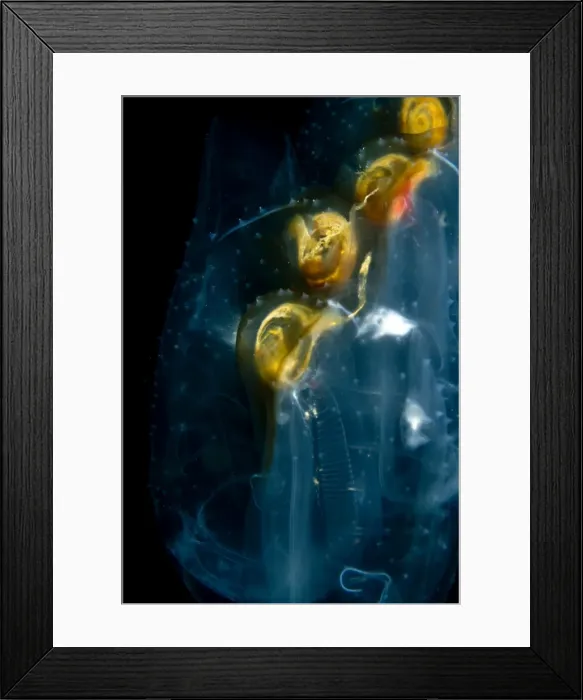 Framed Print : Salps - Indonesia Framed Print : Salps - Indonesia