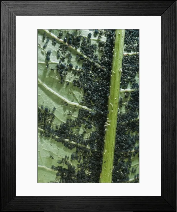 Framed Print : Black Aphid Colony - on great water dock Framed Print : Black Aphid Colony - on great water dock