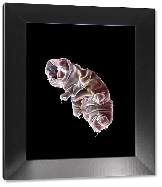 Scanning Electron Micrograph (SEM): Tardigrade or ‘Water Bear Magnification x 1250 (A4 size: 29. 7 cm width)