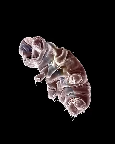 Scanning Electron Micrograph (SEM): Tardigrade or ‘Water Bear Magnification x 1250 (A4 size: 29. 7 cm width)