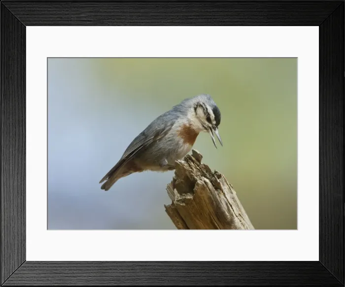 Framed Print : Kruper's Nuthatch - in Pine Tree calling - Southern Turkey - May Framed Print : Kruper's Nuthatch - in Pine Tree calling - Southern Turkey - May