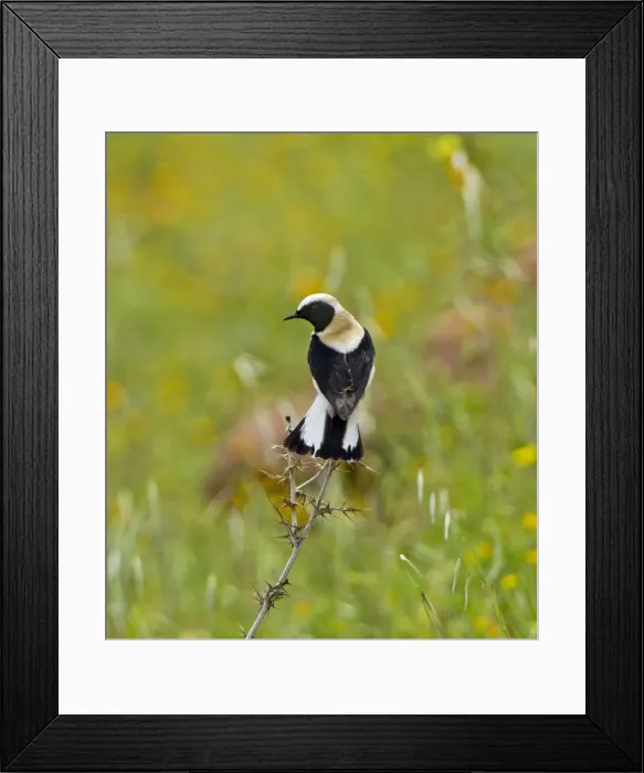 Framed Print : Eastern Black-eared Wheatear - male perched with tail spread - Cyprus - April Framed Print : Eastern Black-eared Wheatear - male perched with tail spread - Cyprus - April