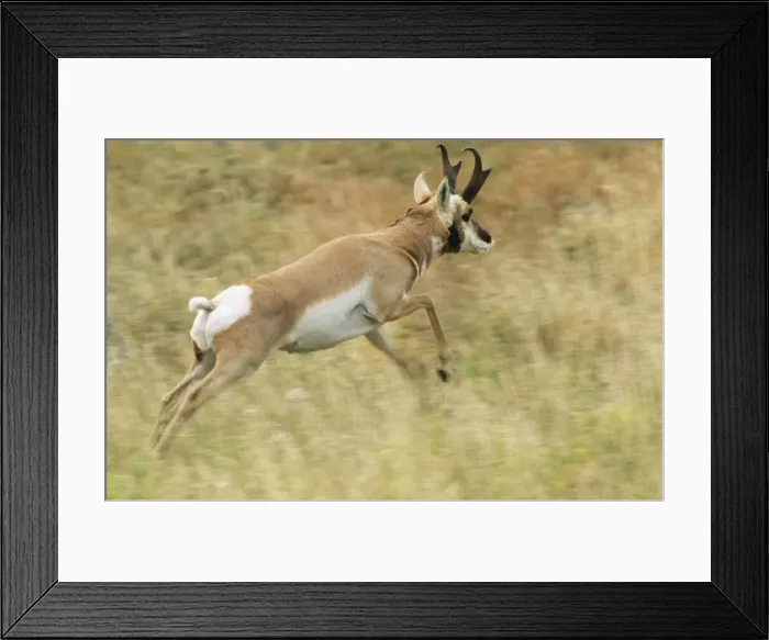 Framed Print : Pronghorn MOP 307 Antilocapra americana © Moose Peterson / ardea. com Framed Print : Pronghorn MOP 307 Antilocapra americana © Moose Peterson / ardea. com