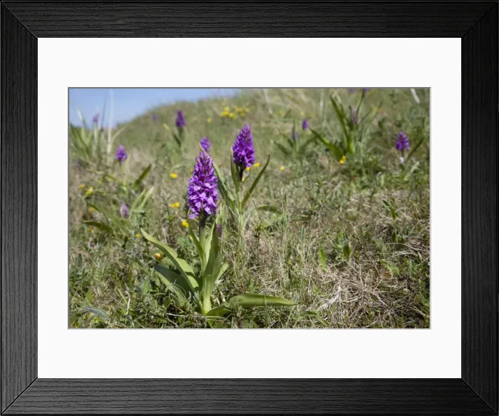 Framed Print : Marsh Orchid - in sand dunes - Oxwich Bay Gower South Wales UK Framed Print : Marsh Orchid - in sand dunes - Oxwich Bay Gower South Wales UK