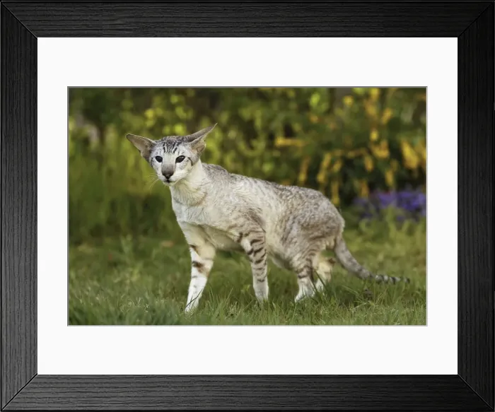 Framed Print : Cat - Siamese Framed Print : Cat - Siamese