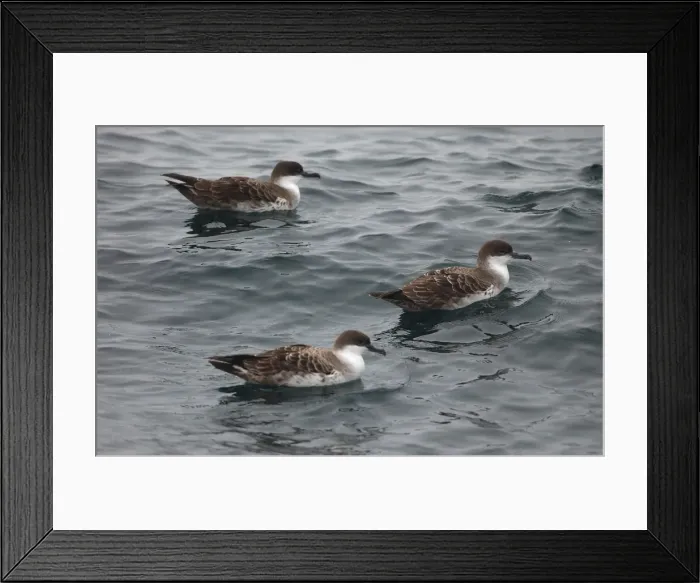 Framed Print : Great Shearwaters RES 276 On water Puffinus gravis © George Reszeter / ardea. com Framed Print : Great Shearwaters RES 276 On water Puffinus gravis © George Reszeter / ardea. com